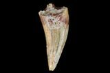 Fossil Phytosaur Tooth - New Mexico #133332-1